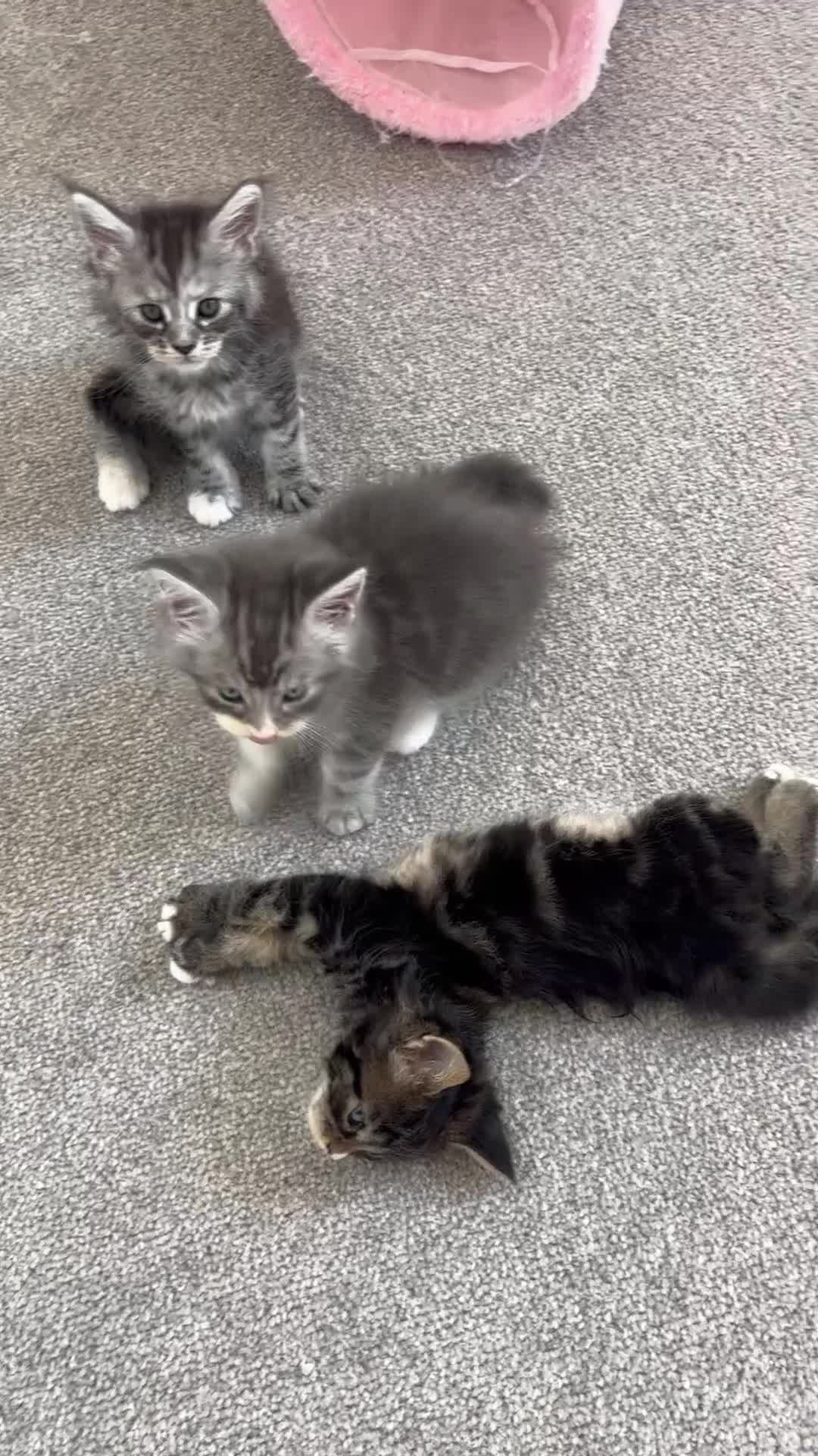 Maine Coon cats for sale: TICA Registered Maine Coon Kittens. Reserve please - Video 2