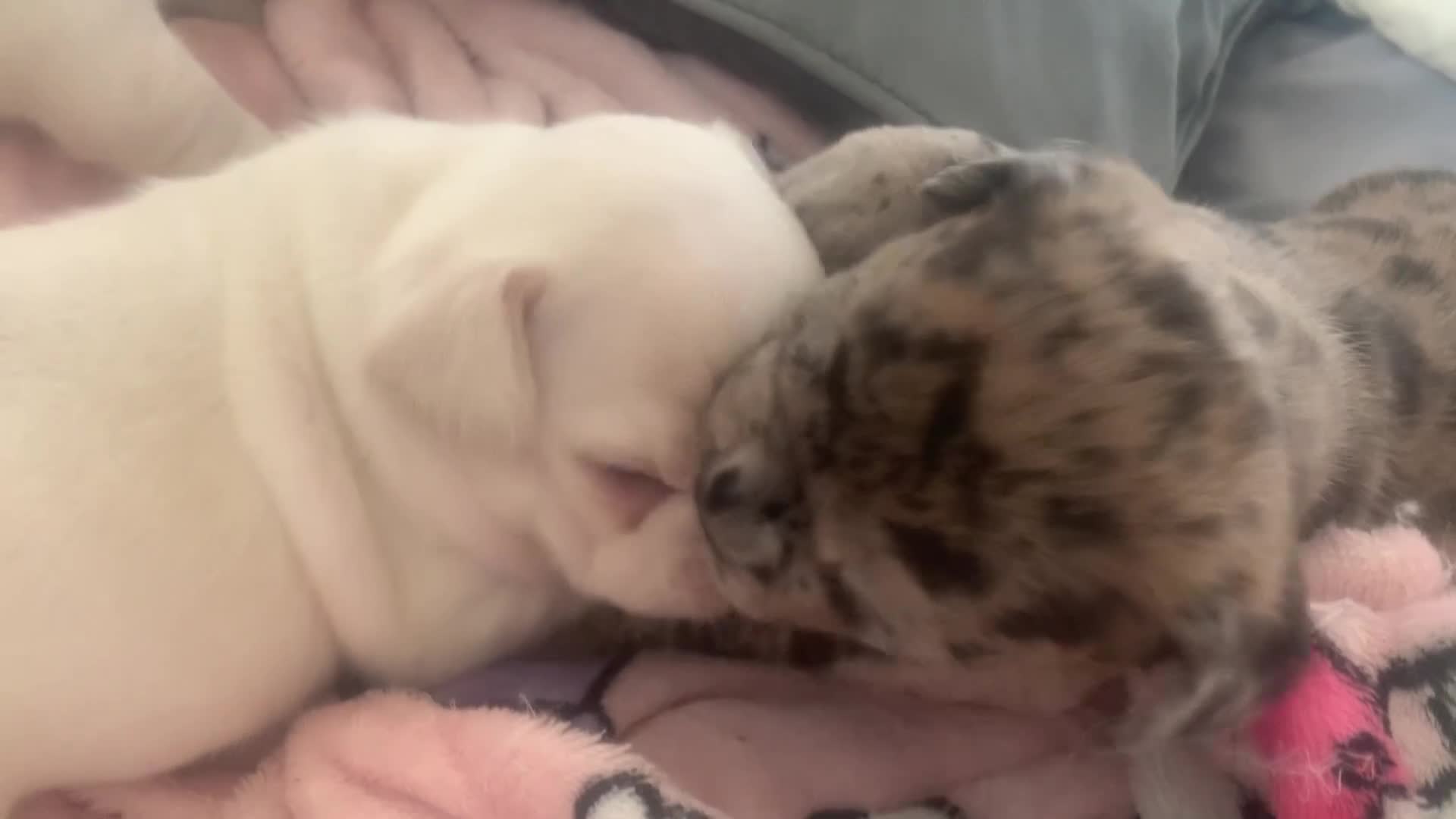 French Bulldog dogs for sale: Beautiful French Bulldog Puppies  in Leicester - Video 2