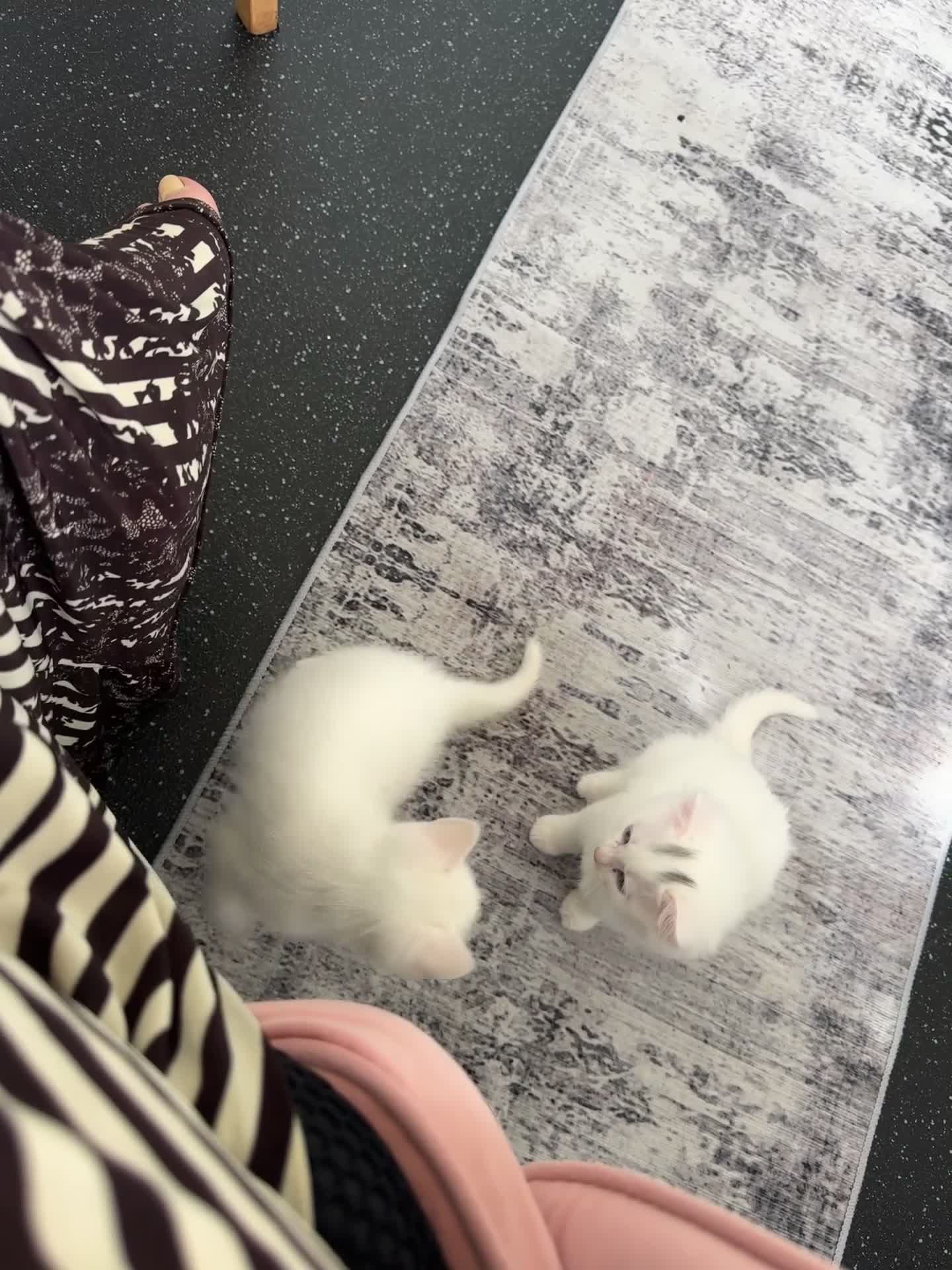 British Shorthair cats for sale: Pure White Male Kitten Ready Now  - Video 1