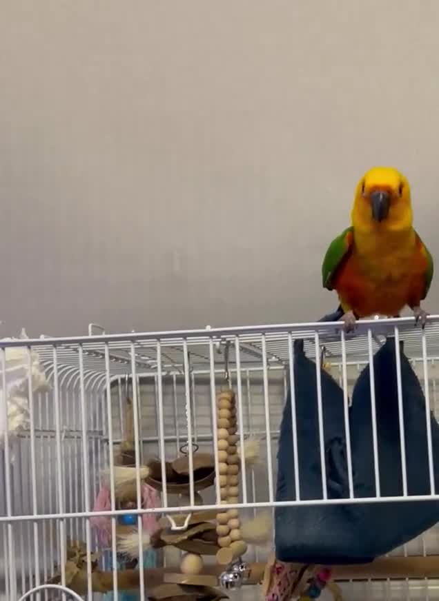 Conures birds for sale: Green RingNeck Parrot and Jenday Conure in Corby - Video 1