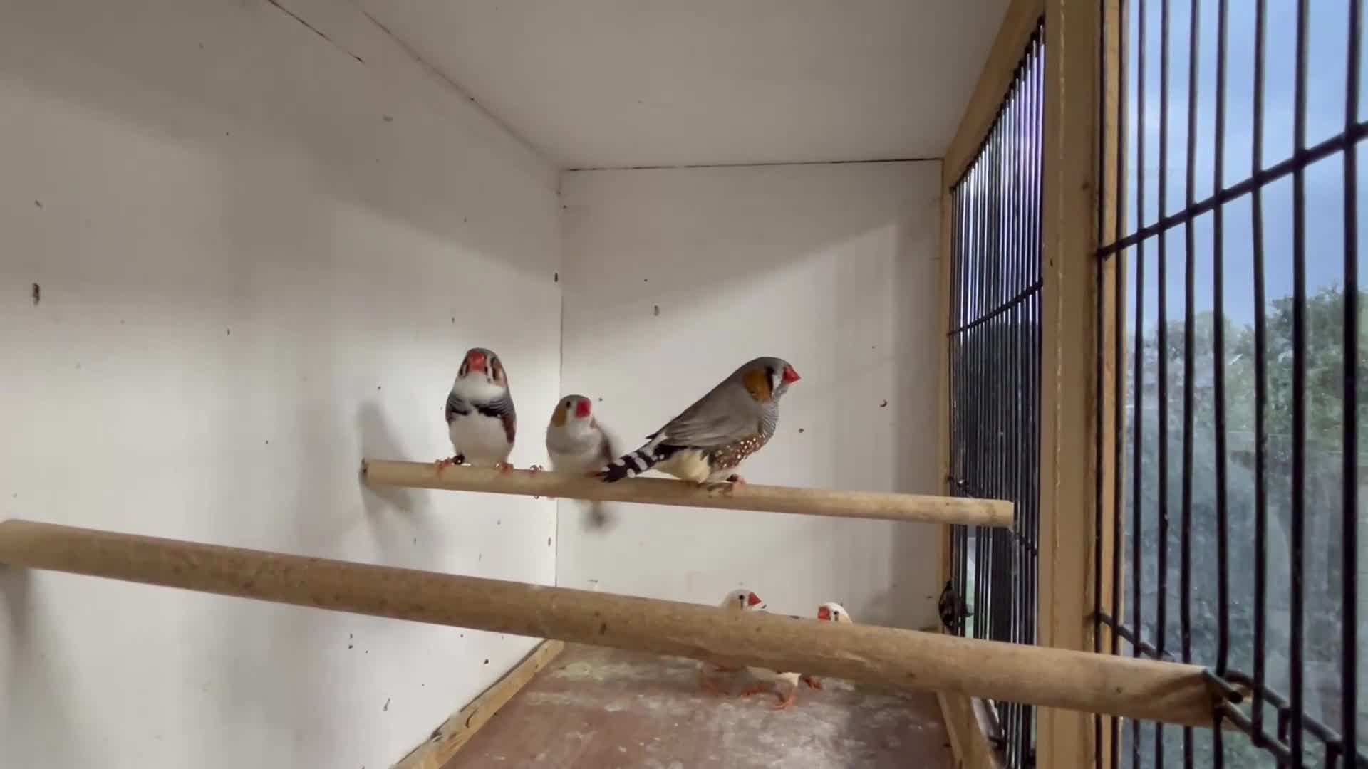 Finches birds for sale: Male and female zebra finches  - Video 1