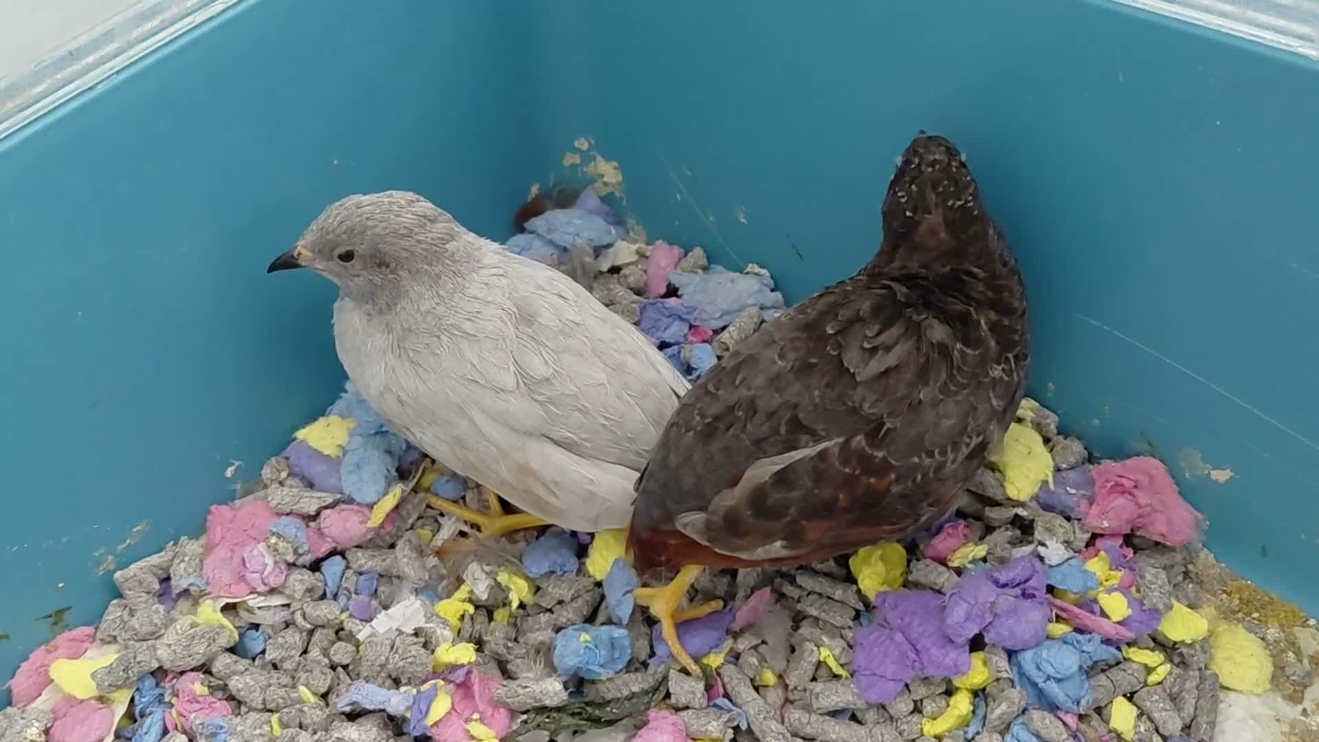 Quail poultry for sale: 2 Button/King/chinese painted quail 2 males - Video 1