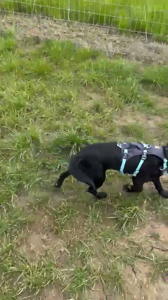 Mixed Breed dogs for adoption: 💙Tommy💙-20 months old, small/lower-medium boy - Video 2
