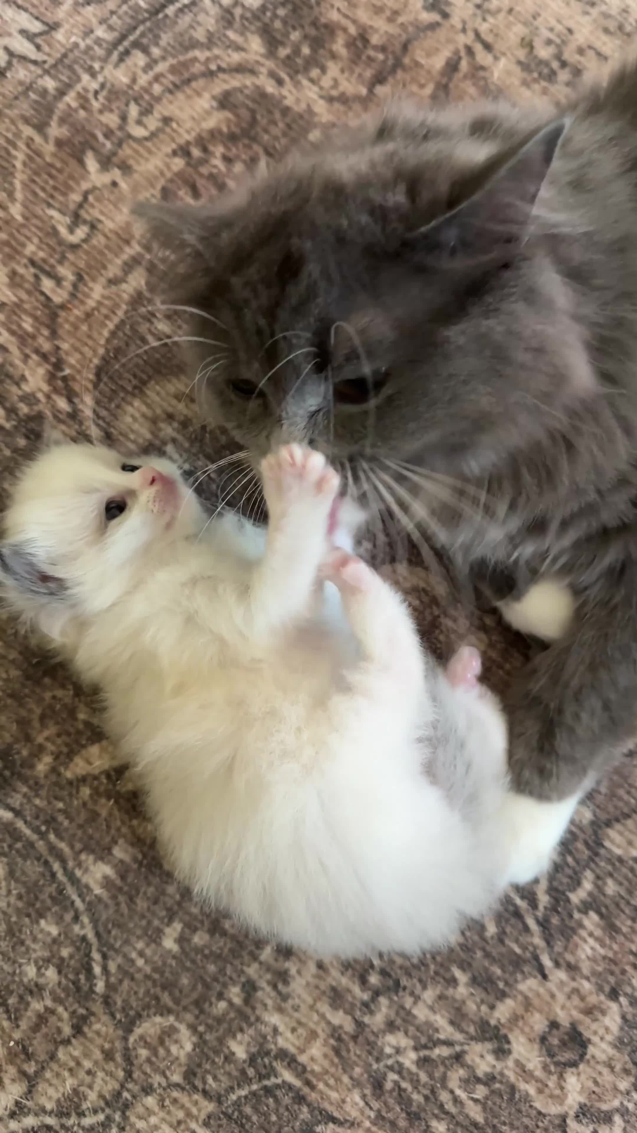 Ragdoll cats for sale: Beautiful Female Kitten Looking For Her Home 🐾 in Bracknell - Video 1
