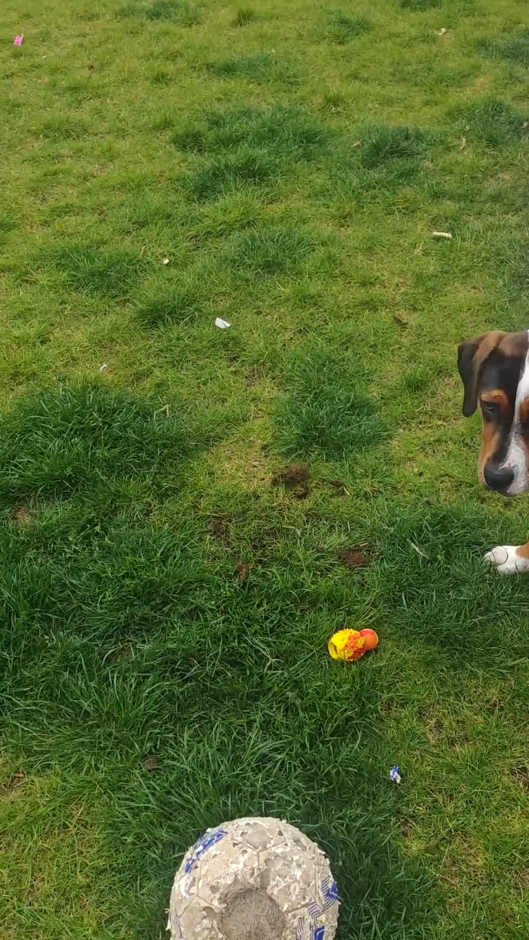 Mixed Breed dogs for sale: Beautiful Staffy/Rottweiler/Mastiff mix puppy in Sutton-in-Ashfield - Video 1