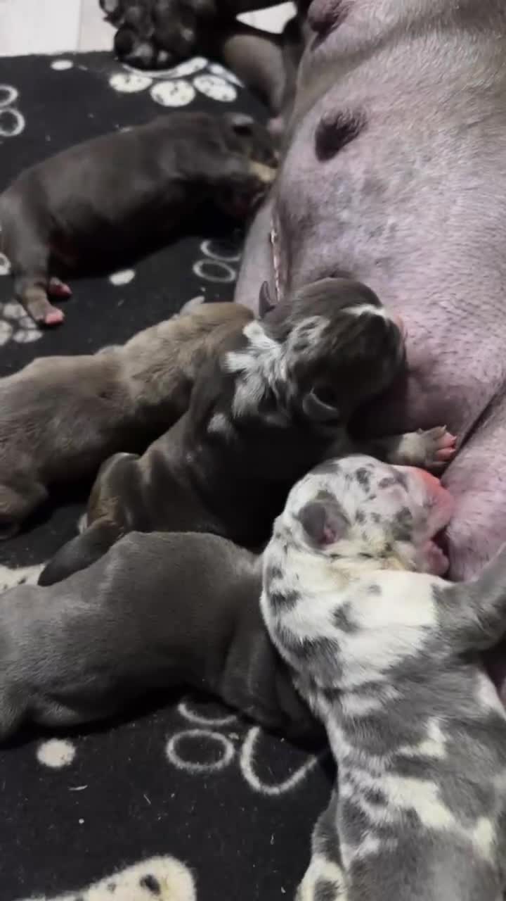 American Bully dogs for sale: HAKA/JIGSAW BLOODLINE!🧬🩸 AMERICAN POCKET BULLY  in Manchester - Video 1