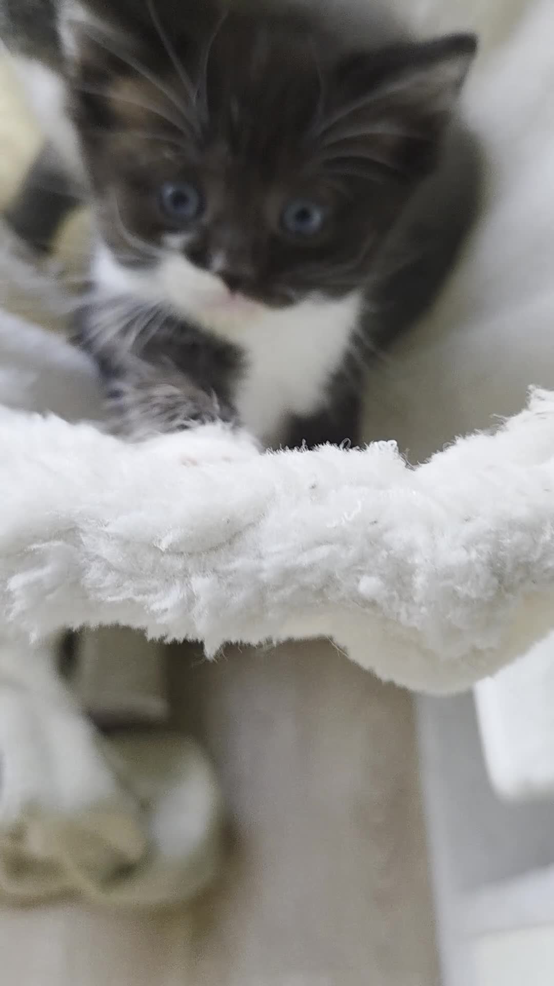 Mixed Breed cats for sale: 💜😻Ragdoll x Scottish straight kittens ❤️ - Video 1