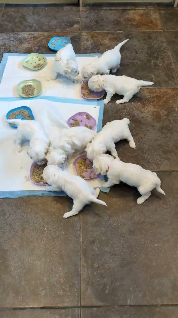 Mixed Breed dogs for sale: Maltichon  in Horncastle - Video 2