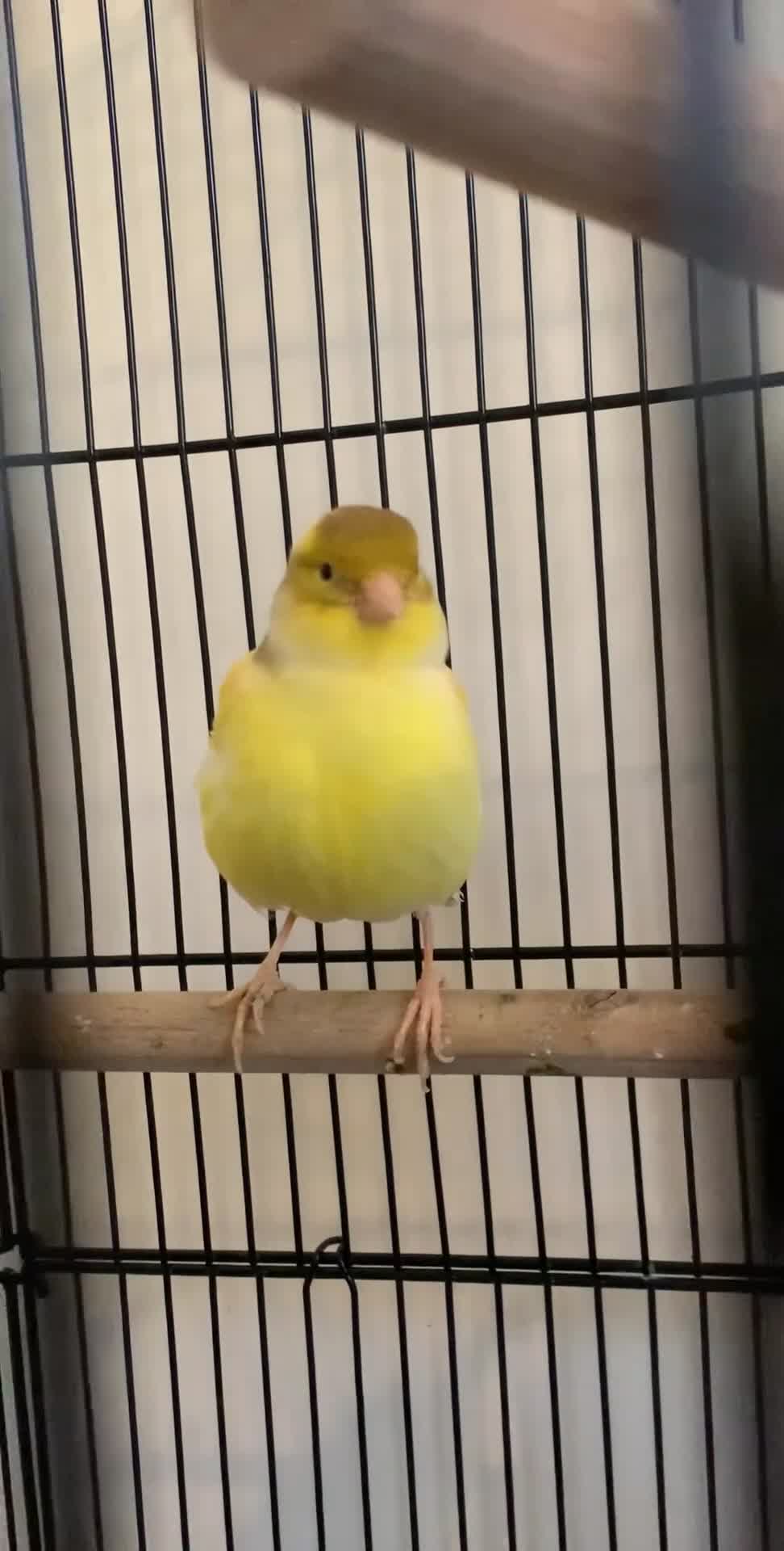 Canaries birds for sale: Fife canaries  - Video 1
