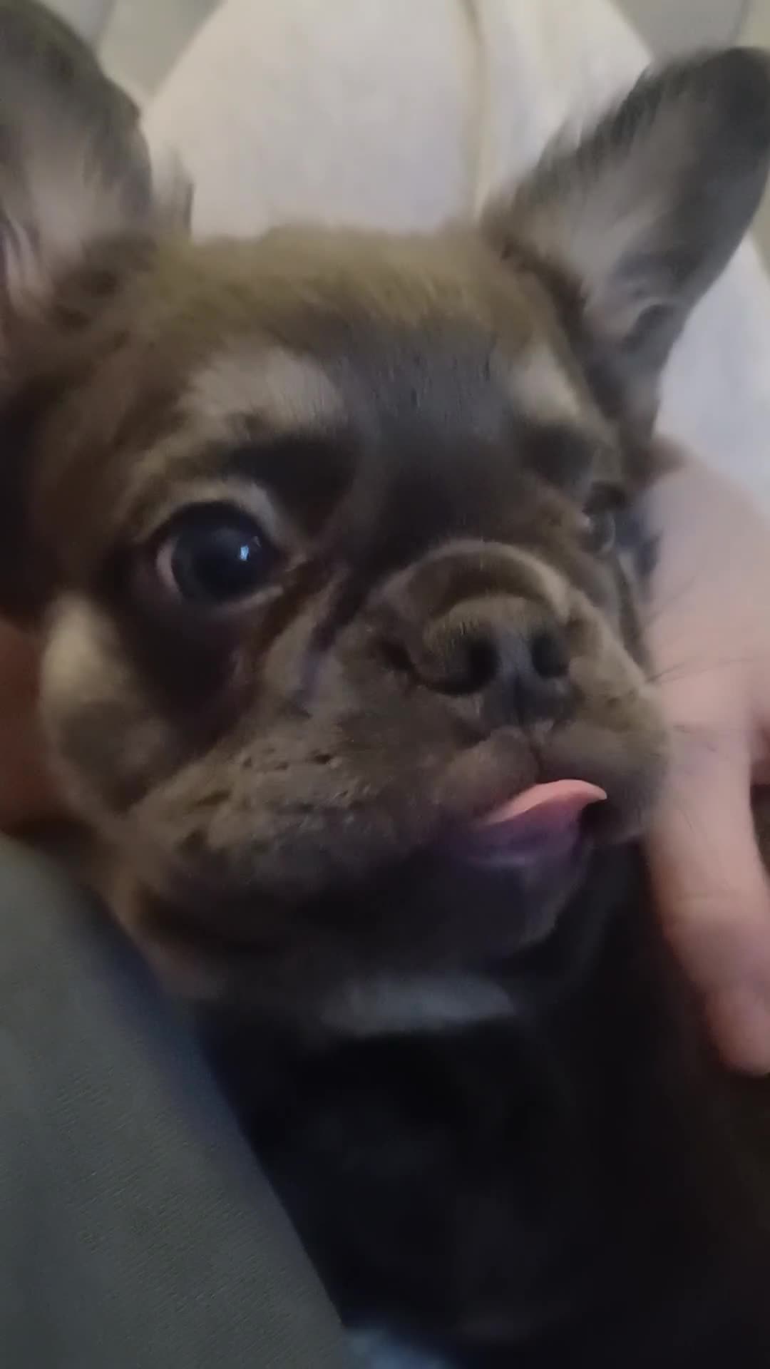 French Bulldog dogs for sale: Quality French Bulldog Puppies – Well Socialised - Video 2