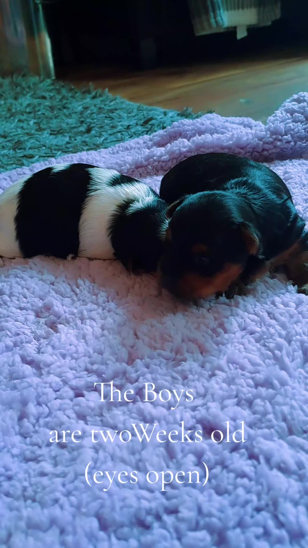 Yorkshire Terrier dogs for sale: Beautiful Biewer Yorkshire pups*LASTBOY Readynow* in Andover - Video 3