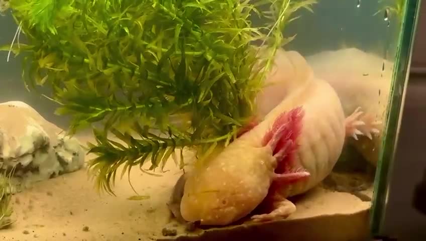 Axolotl reptiles for sale: Pair of female Axolotls  - Video 1