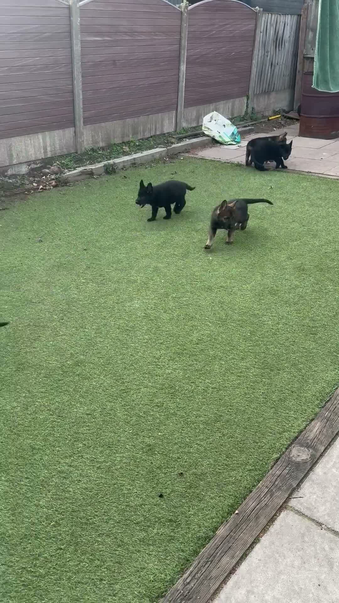 German Shepherd dogs for sale: Mr Andrew Howard  - Video 2