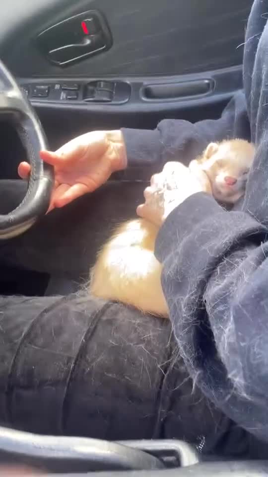 Ferret rodents for sale: Selling my two babies💔 - Video 2