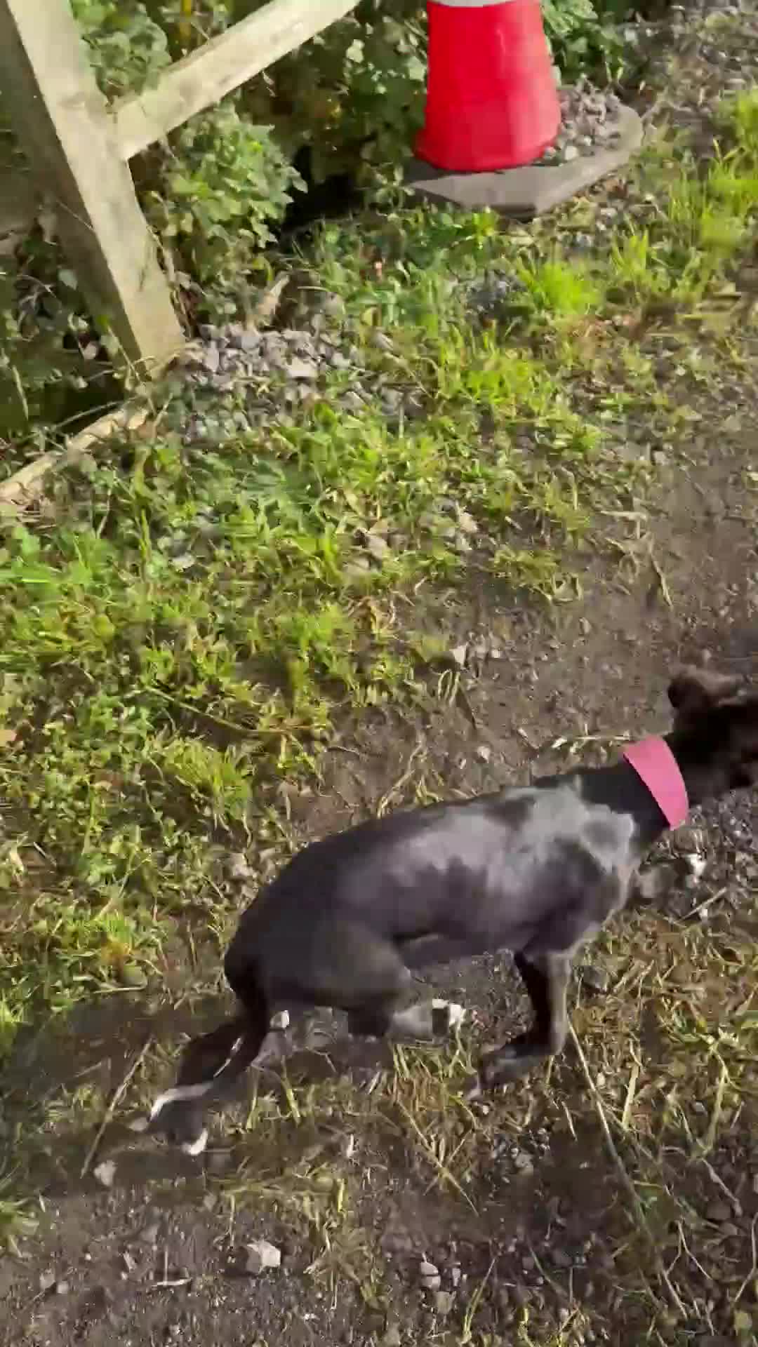 Lurcher dogs for sale: Black lurcher bitch puppy - Video 1