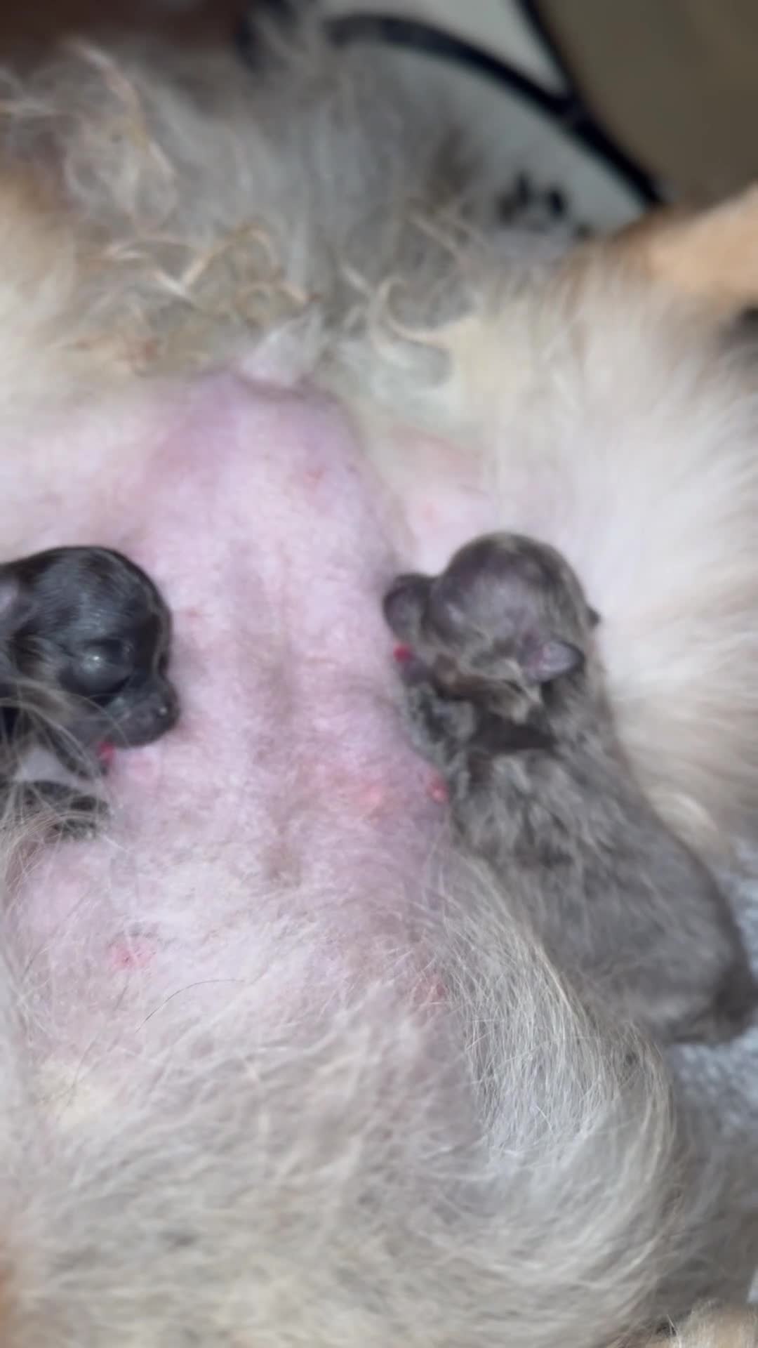 Pomeranian dogs for stud: TINY DNA Tested KC Reg Lilac & Tan Stud  - Video 2