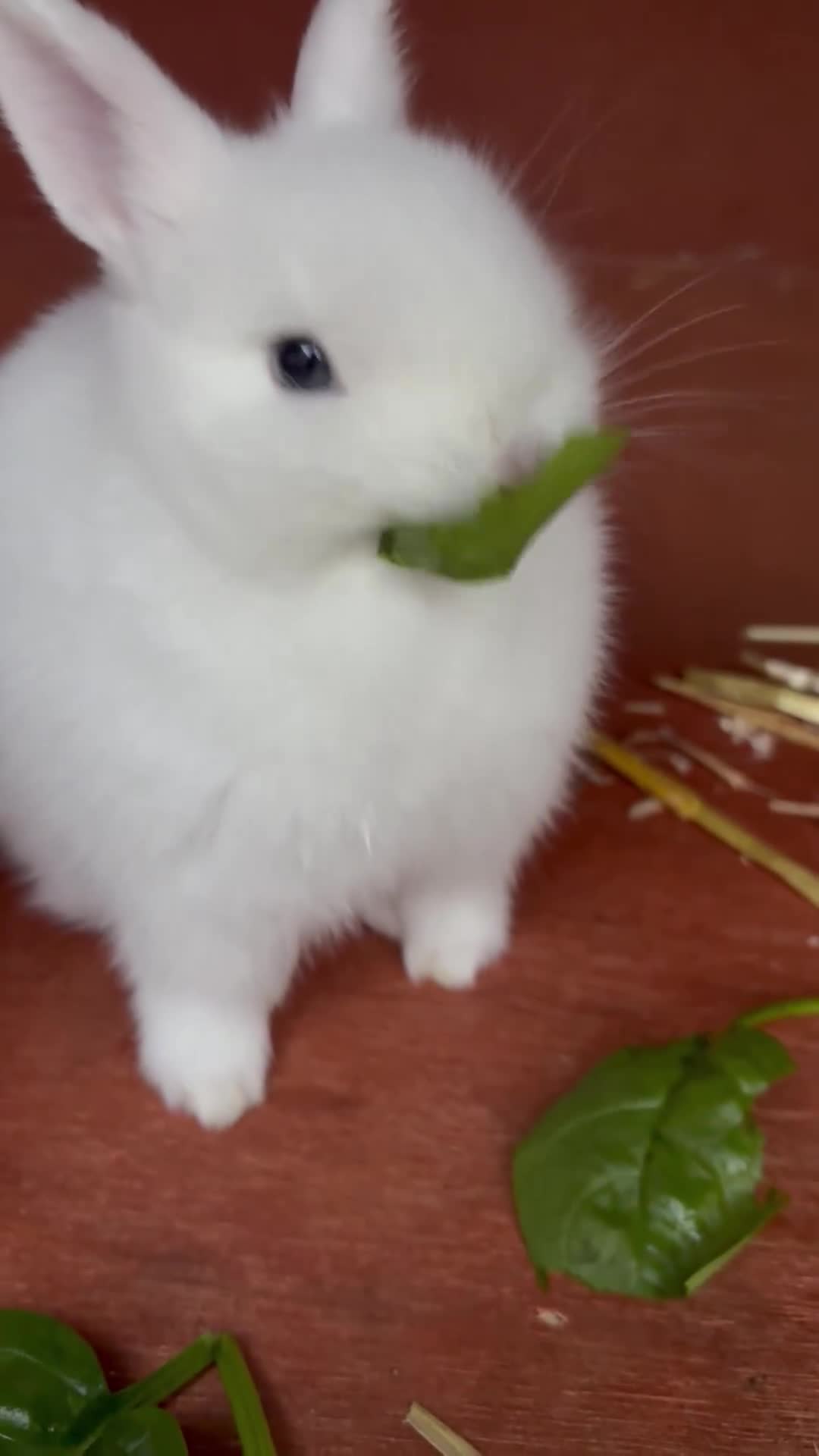 Netherland Dwarf rabbits for sale: Female Pure white blue eyed Netherland dwarf  - Video 5