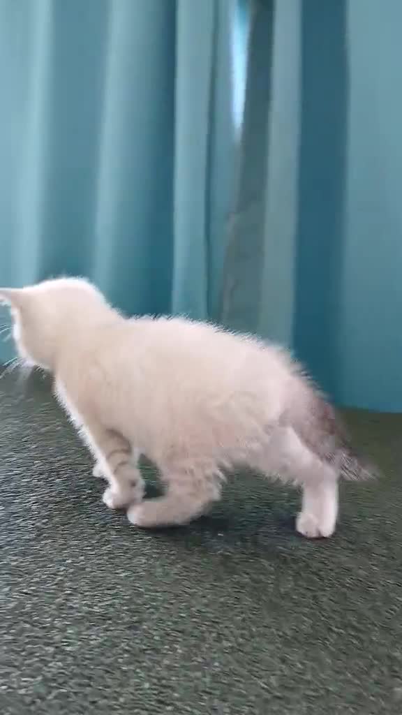 British Shorthair cats for sale: Kittens available. - Video 4