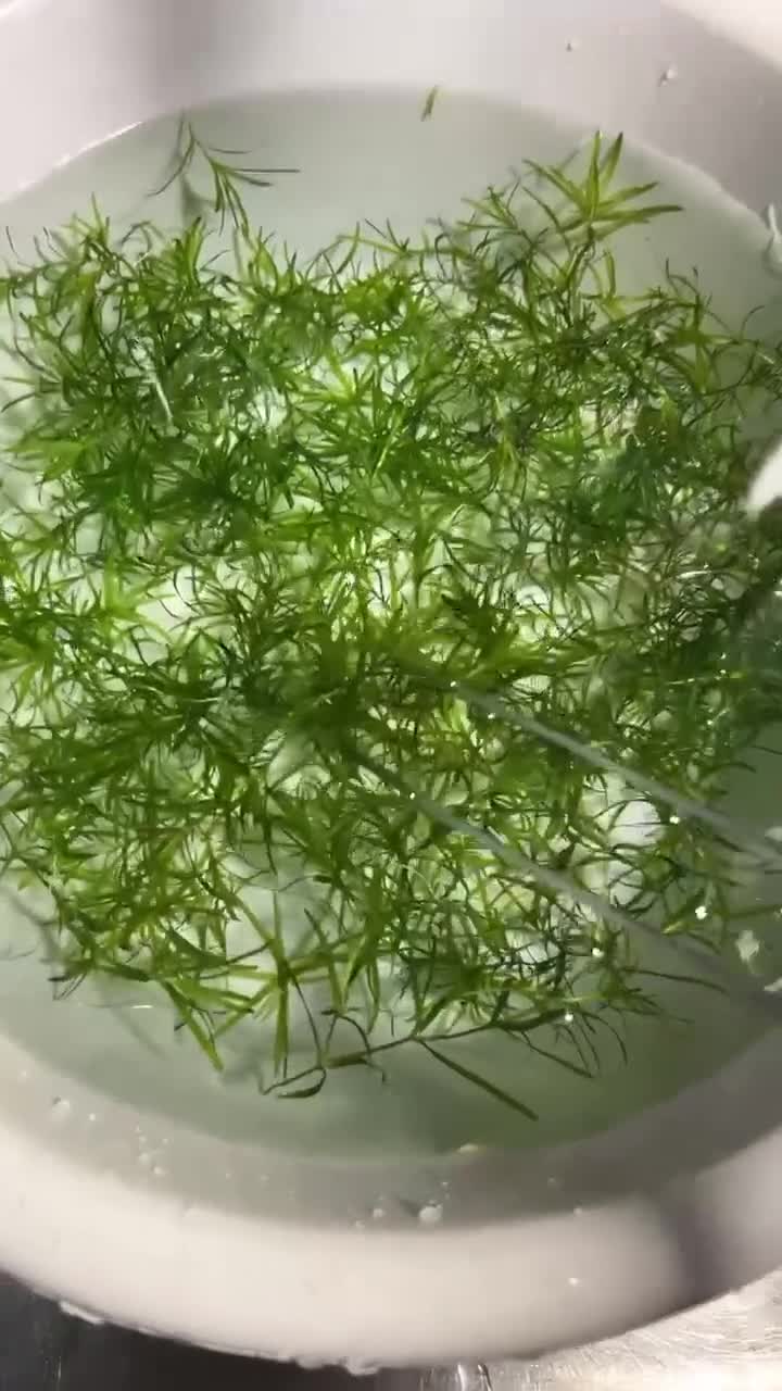 Corys fish for sale: Guppy grass*Riccia*CHEMICAL FREE*BUY 2 Get 1 FREE* - Video 1