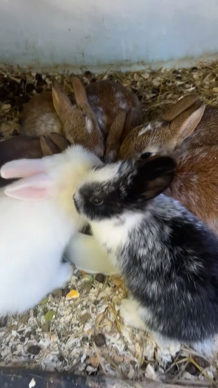 Netherland Dwarf rabbits for sale: baby rabbits.  - Video 3