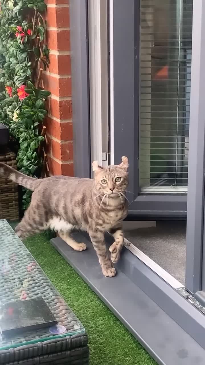 Keetso cats for sale: Affectionate Keetso Ready for His Forever Home - Video 1