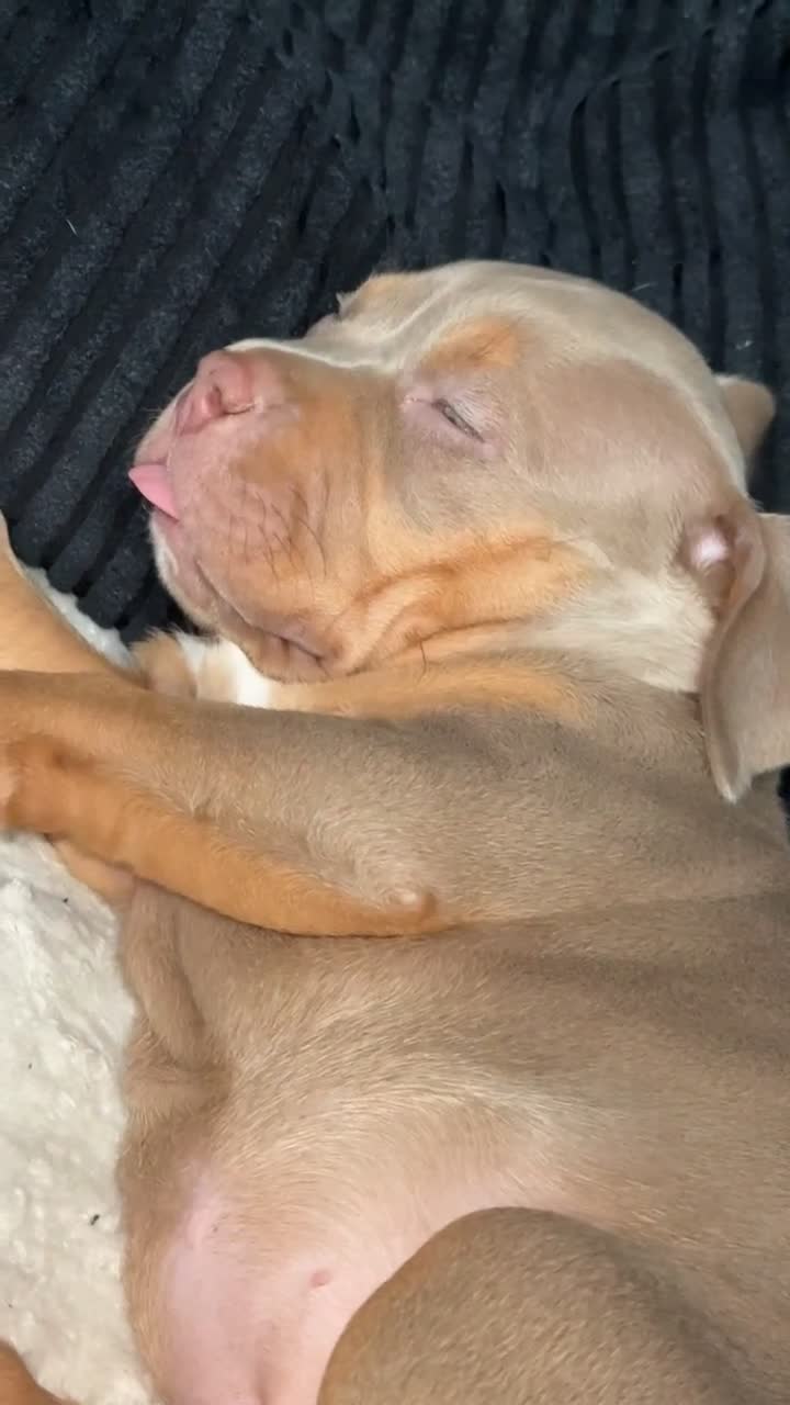 American Bulldog dogs for sale: American bulldog  - Video 1