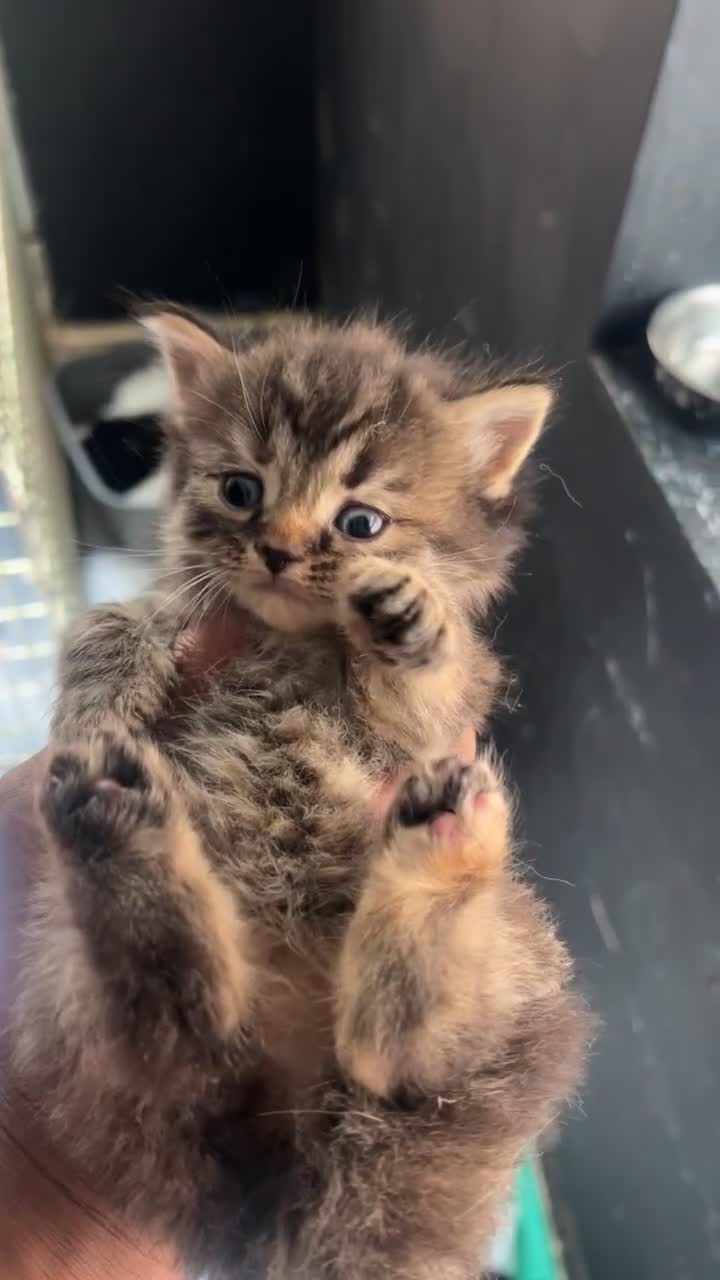 Mixed Breed cats for sale: Beautiful Kittens Available - Video 1