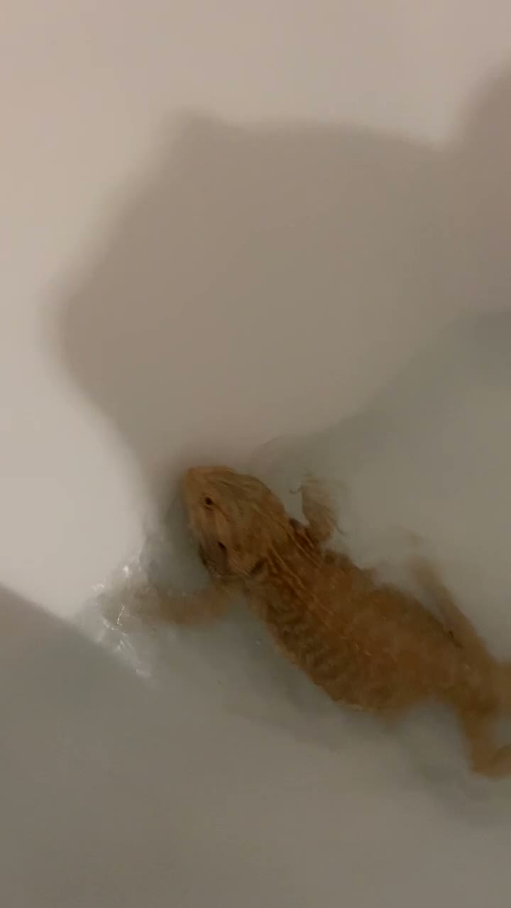 Bearded Dragon reptiles for sale: Bearded dragon for sale  in Liverpool - Video 1
