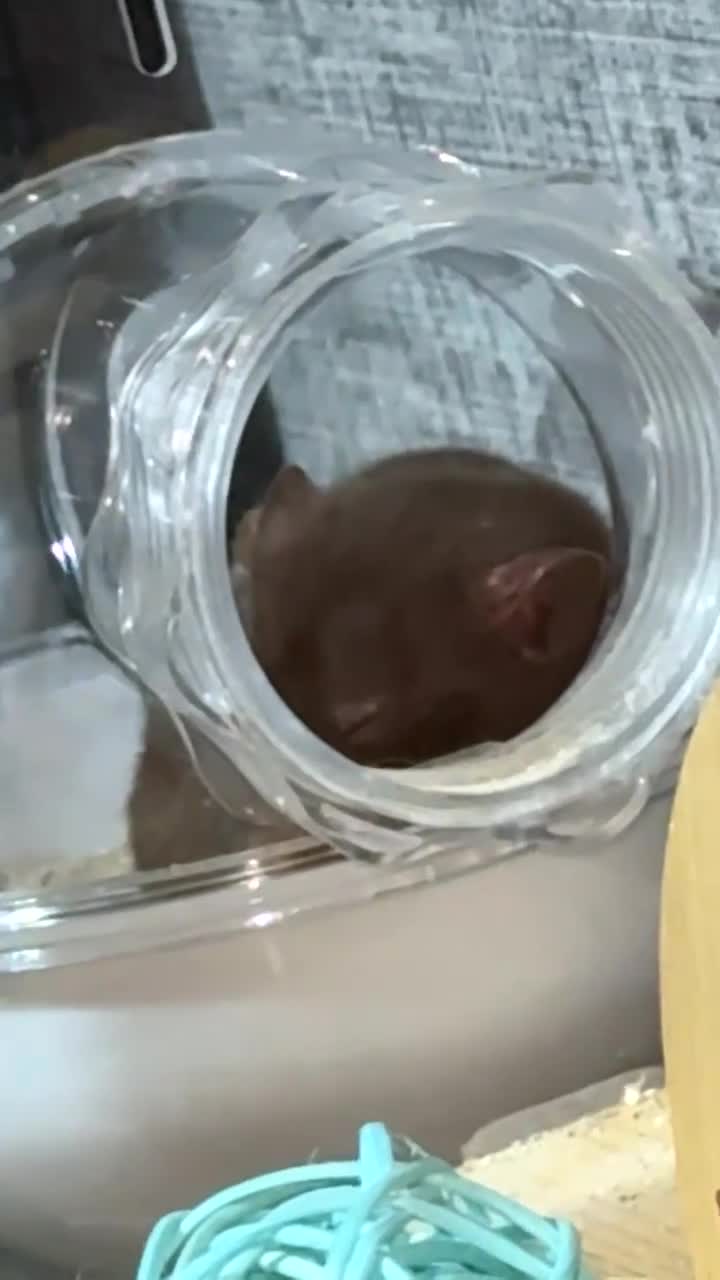 Hamster rodents for sale: Brown female hamster  - Video 2