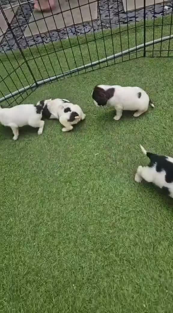 Sprocker dogs for sale: Sprocker Spaniel Puppies  - Video 1