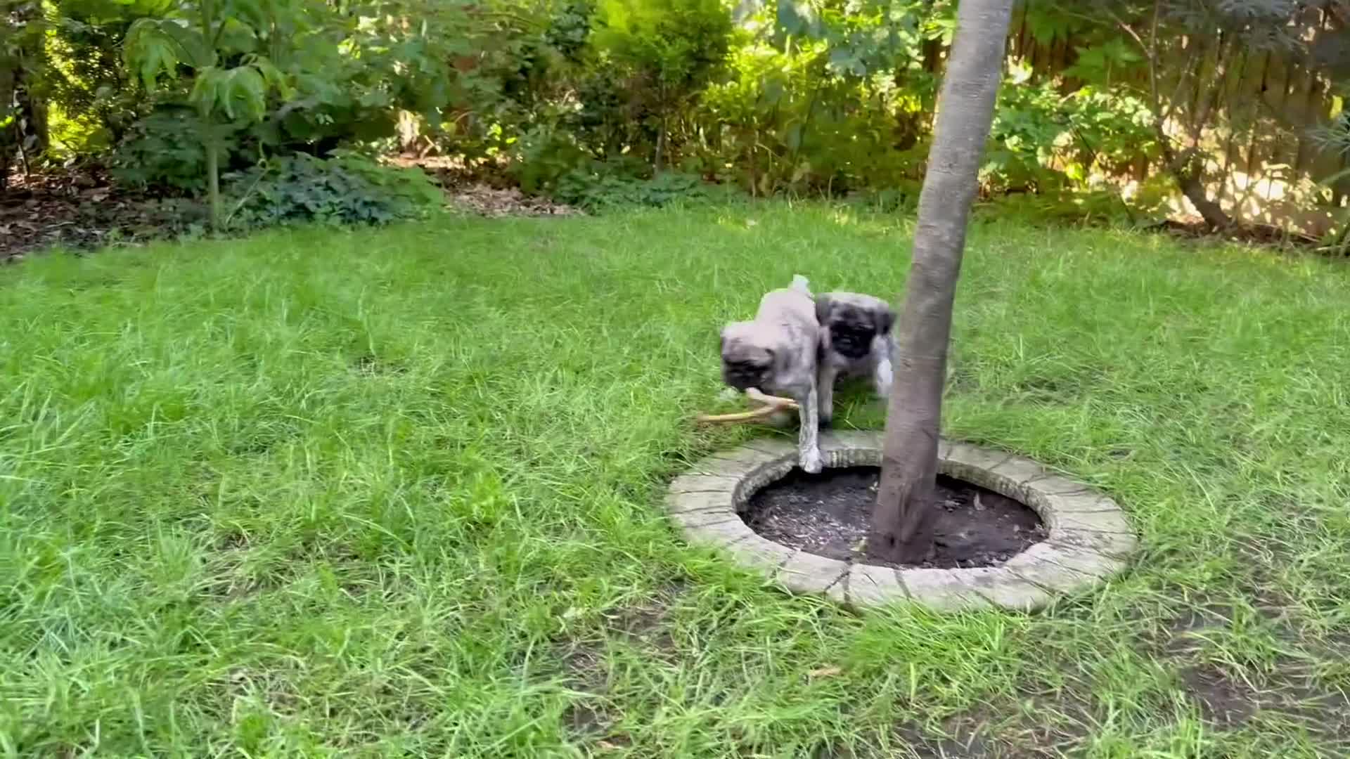 Pug dogs for sale: Adorable one of a kind. loving KCreg PUG puppies  - Video 3