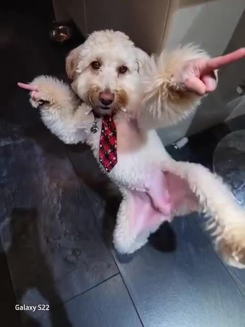 Cockapoo dogs for stud: Miniture Cocapoo for STUD in Warrington - Video 2