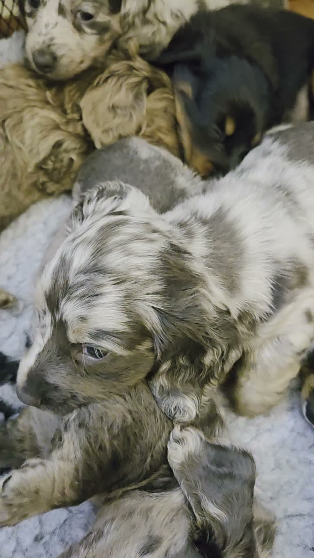 Miniature Dachshund dogs for sale: Mini longhaired dachshunds  - Video 2