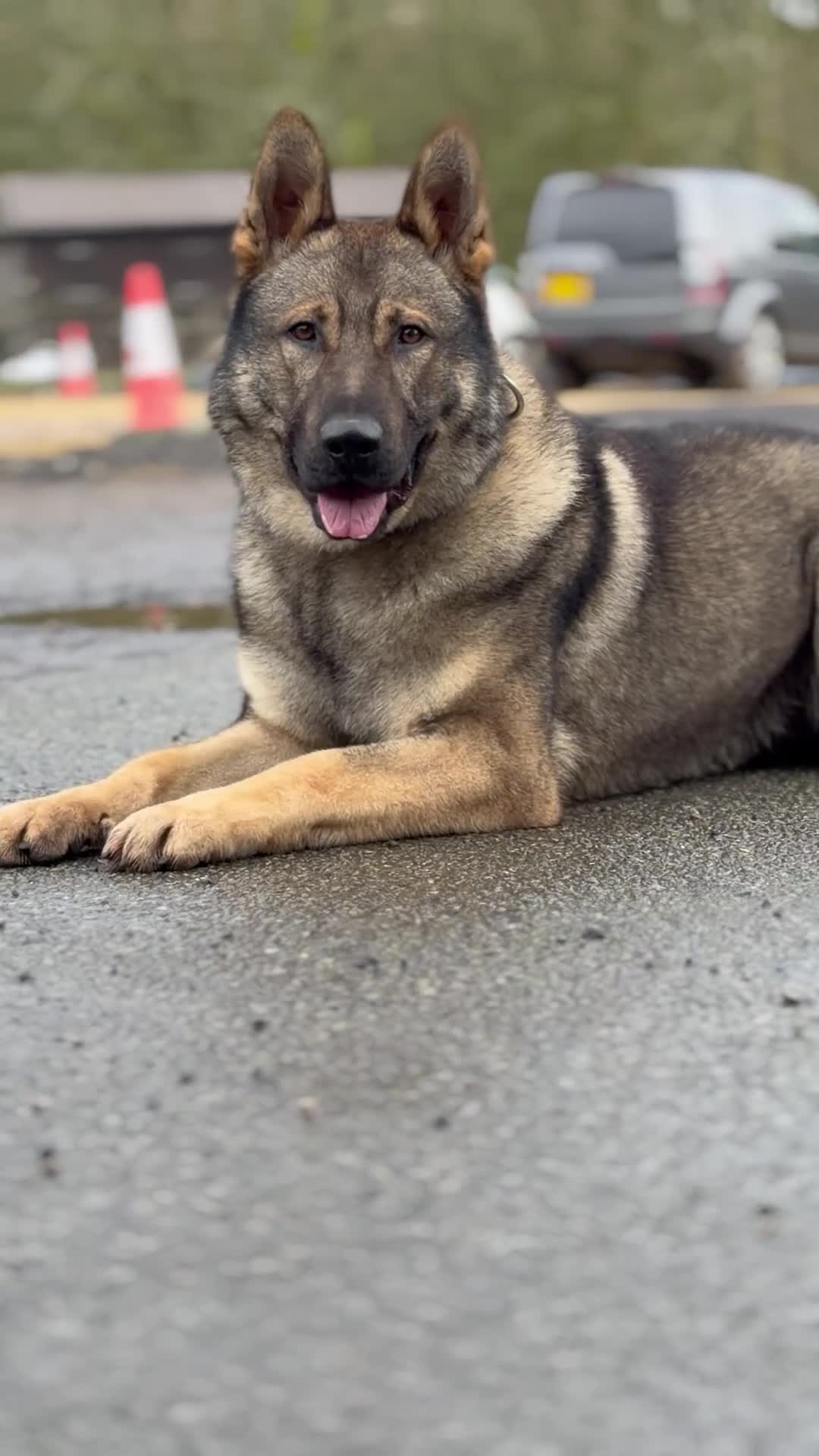 German Shepherd dogs for sale: Elite DDR German Shepherd - World-Class Pedigree  - Video 1