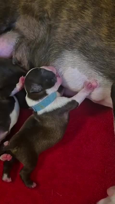 Boston Terrier dogs for sale: Stunning true to type wildax litter - Video 1