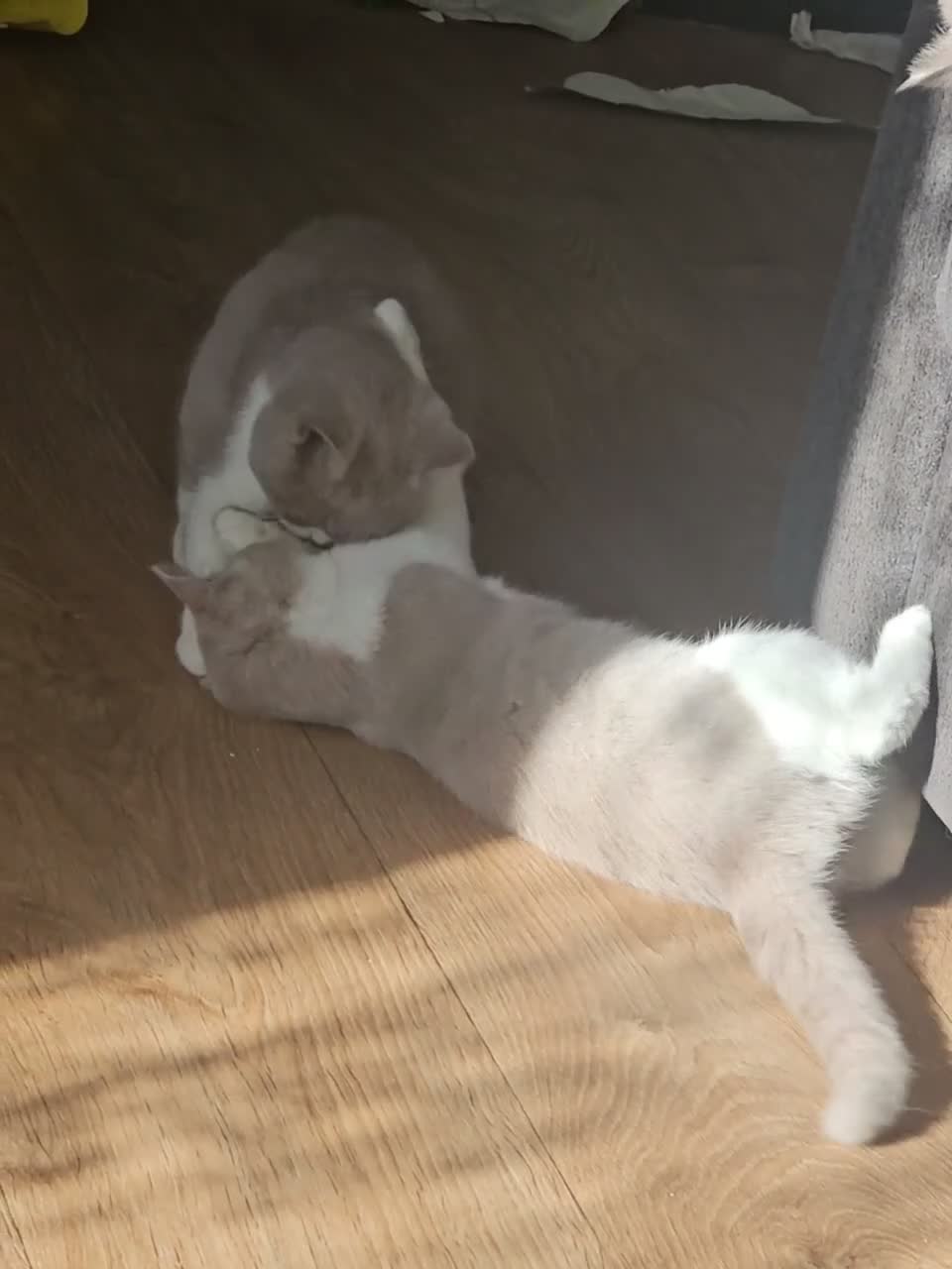 British Shorthair cats for sale: Siblings - Video 1