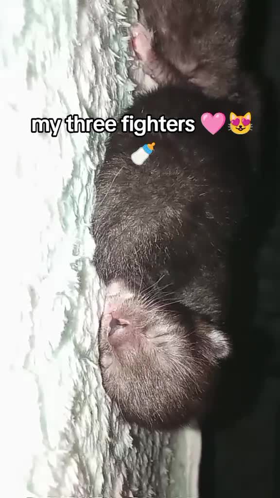 Mixed Breed cats for sale: 2 Female kittens  - Video 2