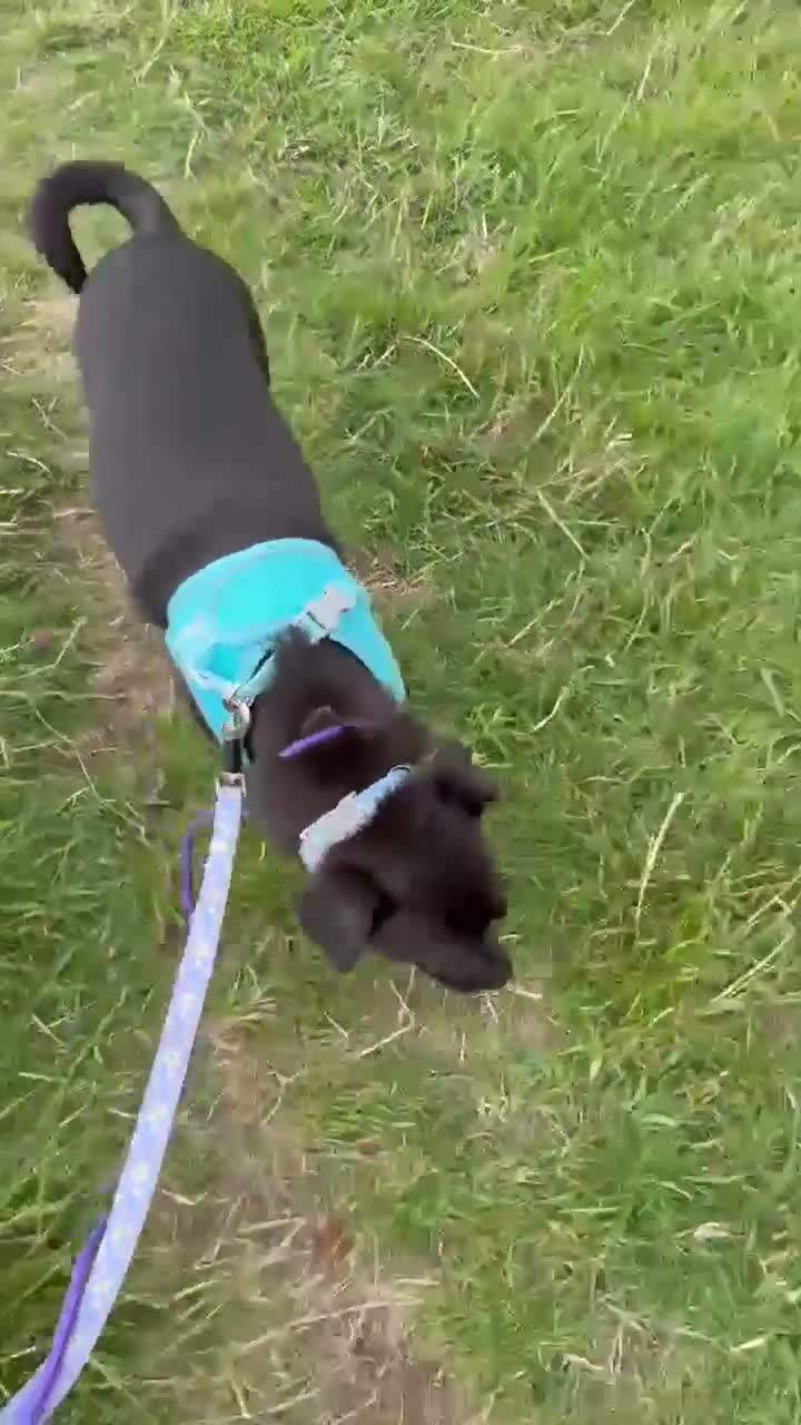 Mixed Breed dogs for adoption: Beautiful Onyx will be 5 in December in Newcastle upon Tyne - Video 1