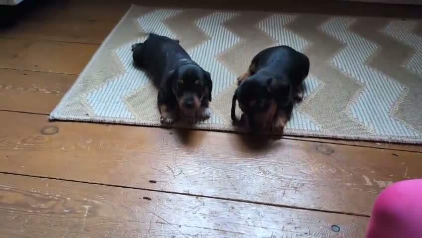 Mixed Breed dogs for sale: Yorkshire terrier x jack x mini daxi - Video 3