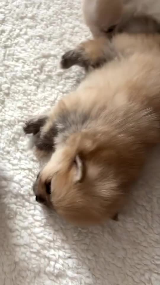 Pomeranian dogs for sale: Pomeranian pups🩵🩷 - Video 1