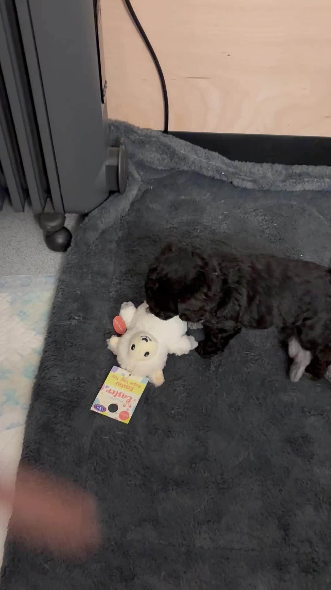 Labradoodle dogs for sale: 🐾🐾Amazing Miniature labradoodle 💝 - Video 1