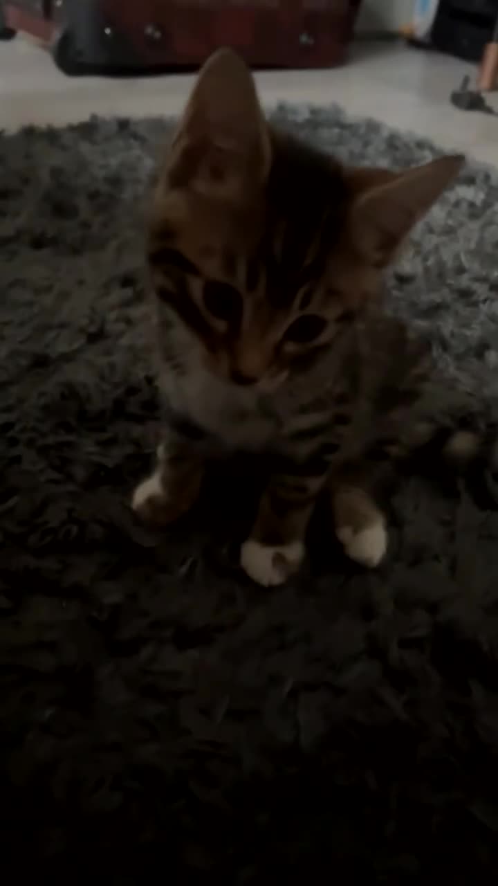 Bengal cats for sale: Half bengal female kitten - Video 1