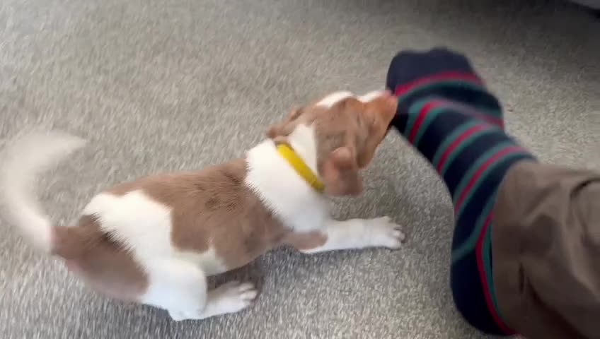 Jack Russell dogs for sale: Beautiful Jack Russell Puppy – Last One Left  - Video 1