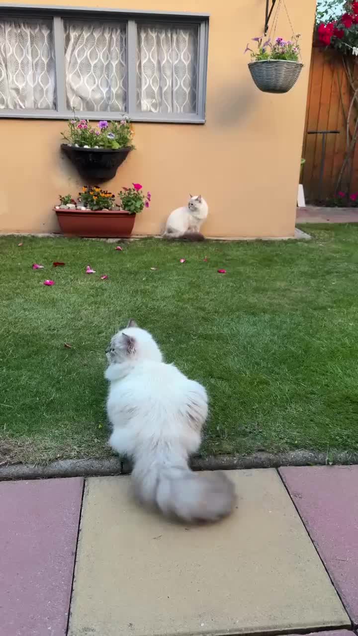 Siberian cats for sale: GCCF Registered Siberian Neva Masquerade Kittens - Video 5