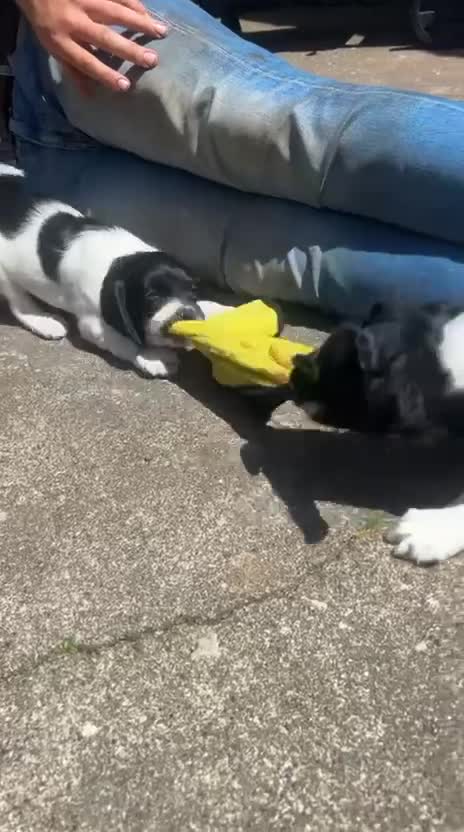 English Springer Spaniel dogs for sale: Black and white springer spaniel Bitches  in Cleator Moor - Video 1