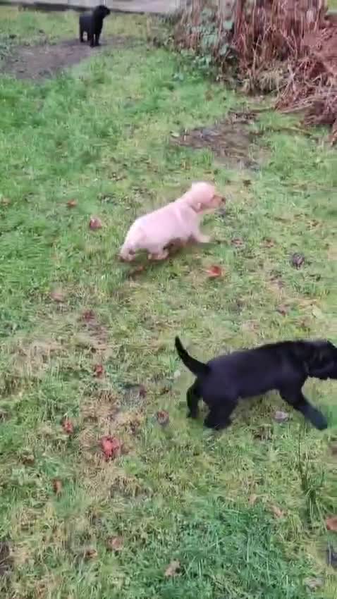 Labrador Retriever dogs for sale: Labrador Puppies for sale  - Video 2