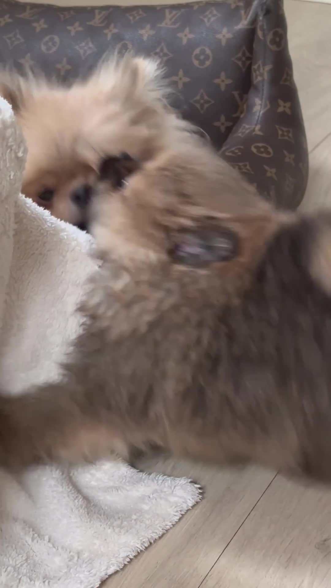 Pomeranian dogs for sale: Miniature true Pom boy  ** 🤍 - Video 3