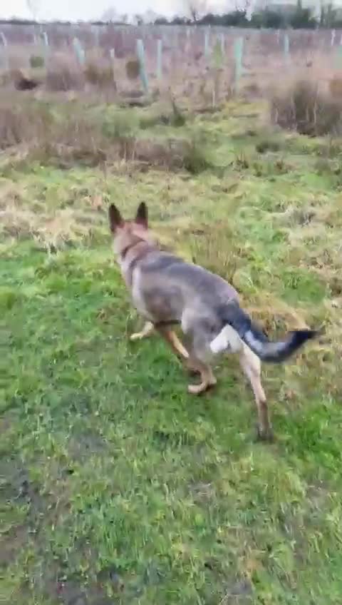 Mixed Breed dogs for adoption: Mimi is searching for her forever family - Video 3