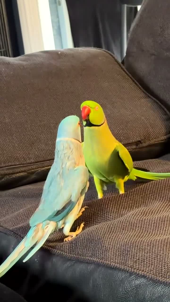 Parakeets birds for sale: Bluey the ringneck - Video 3