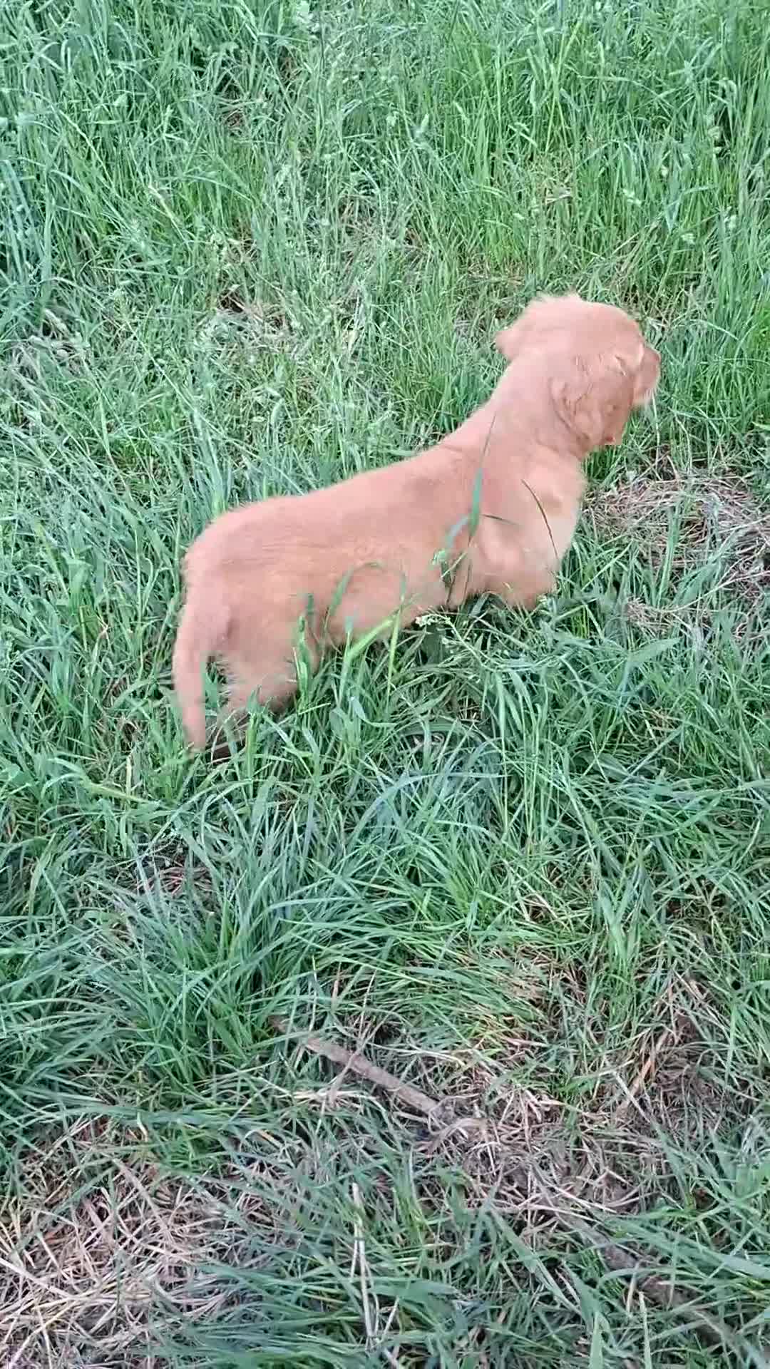 Golden Retriever dogs for sale: KC registered golden retriever pups  - Video 4